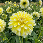 Dahlie 'Hollyhill lemon ice' - 4 Stück