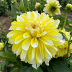 Dahlie 'Hollyhill lemon ice' - 4 Stück