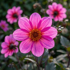Dahlia 'Hs Juliet' - Dahlie - LumiBlumi