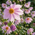 Dahlie 'Imperialis' - 3 Stück - LumiBlumi