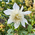 Dahlia 'Imperialis Double White' - Dahlie - LumiBlumi