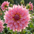 Dahlie 'Islander' - 4 Stück - LumiBlumi
