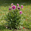 Dahlia 'Jean-Marie' - Dahlie - LumiBlumi