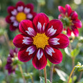 Dahlia 'Joyful Investment' - Dahlie - LumiBlumi