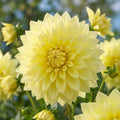 Dahlie 'Kelvin Floodlight' - 4 Stück - LumiBlumi