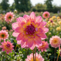 Dahlia 'Ken's Rarity' - Dahlie - LumiBlumi