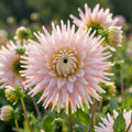 Dahlie 'Kiev' - 10 Stück - LumiBlumi