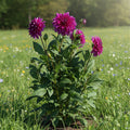 Dahlie 'Le Baron' - 5 Stück - LumiBlumi