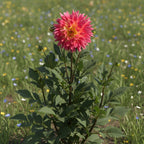 Dahlie 'Magic Sunrise' - 10 Stück - LumiBlumi