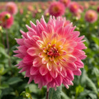 Dahlie 'Magic Sunrise' - 10 Stück - LumiBlumi