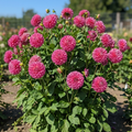Dahlia 'Meva' - Dahlie - LumiBlumi