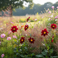 Dahlia 'Mexican Star' - Dahlie - LumiBlumi