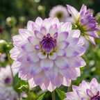 Dahlie 'Miss Delilah' - 4 Stück - LumiBlumi