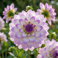 Dahlie 'Miss Delilah' - 4 Stück - LumiBlumi