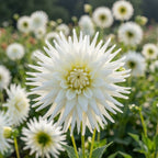 Dahlie 'My love' - 20 Stück - LumiBlumi