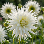 Dahlie 'My love' - 20 Stück - LumiBlumi