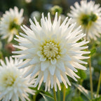 Dahlie 'My love' - 20 Stück - LumiBlumi