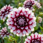 Dahlie 'Mystery Day' - 5 Stück - LumiBlumi