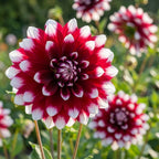 Dahlie 'Mystery Day' - 5 Stück - LumiBlumi