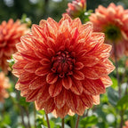 Dahlie 'Neo' - 4 Stück - LumiBlumi