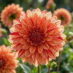 Dahlie 'Neo' - 4 Stück - LumiBlumi