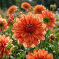 Dahlie 'Neo' - 4 Stück - LumiBlumi