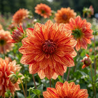 Dahlie 'Neo' - 4 Stück - LumiBlumi