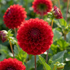 Dahlie 'Nescio' - 4 Stück - LumiBlumi