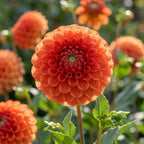 Dahlie 'New baby' - 4 Stück - LumiBlumi