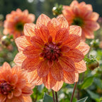 Dahlie 'Nonette' - 4 Stück - LumiBlumi