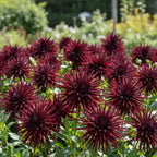 Dahlie 'Nuit d'ete' - 4 Stück - LumiBlumi