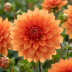 Dahlie 'Orange nugget' - 4 Stück - LumiBlumi