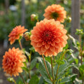 Dahlie 'Orange nugget' - 4 Stück - LumiBlumi