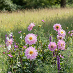 Dahlie 'Pacific Jewel' - 4 Stück - LumiBlumi