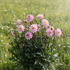 Dahlie 'Pacific Jewel' - 4 Stück - LumiBlumi