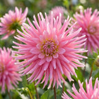 Dahlie 'Park Princess' - 4 Stück - LumiBlumi