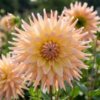 Dahlia 'Penhill Autumn Shade' - Dahlie - LumiBlumi