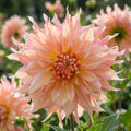 Dahlia 'Penhill Watermelon' - Dahlie - LumiBlumi