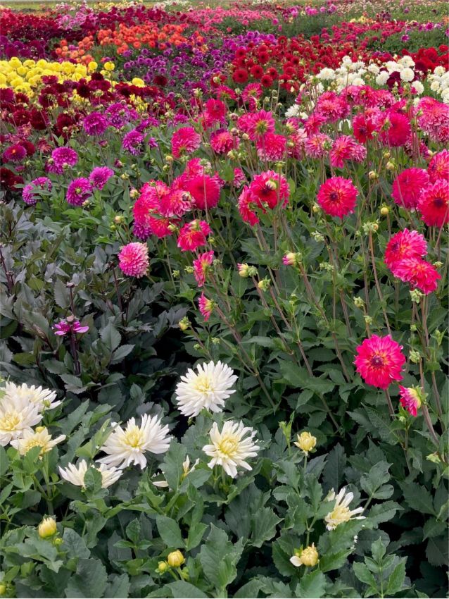 Dahlien Picking garden mix