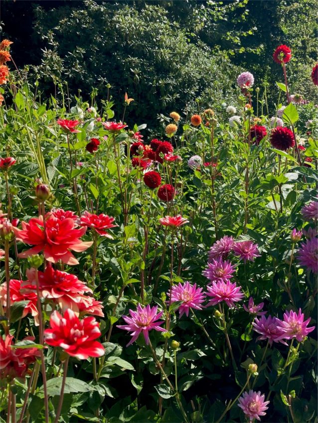 Lilium 'Picking Garden Mix' - Lilie - LumiBlumi