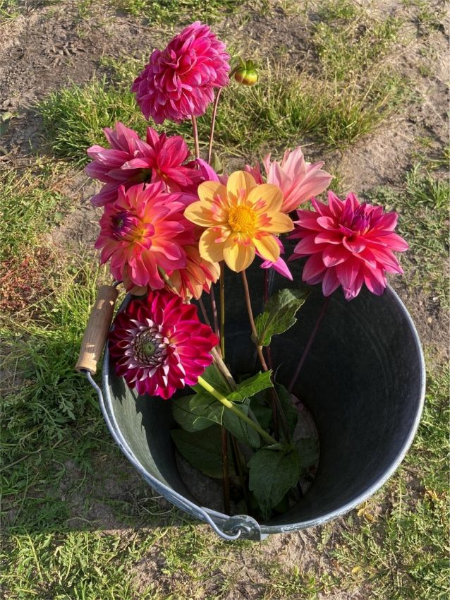 Lilium 'Picking Garden Mix' - Lilie - LumiBlumi