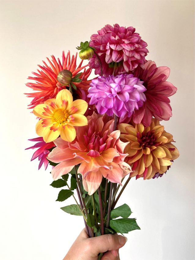 Lilium 'Picking Garden Mix' - Lilie - LumiBlumi