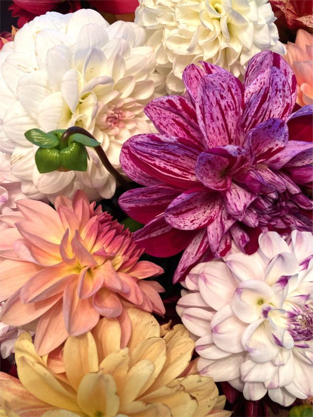Lilium 'Picking Garden Mix' - Lilie - LumiBlumi