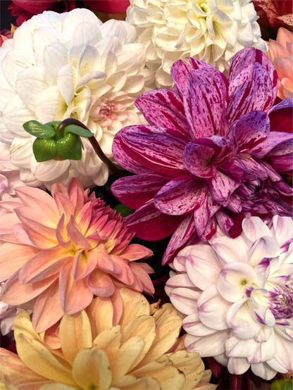 Lilium 'Picking Garden Mix' - Lilie - LumiBlumi