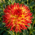 Dahlia 'Pinelands Pam' - Dahlie - LumiBlumi