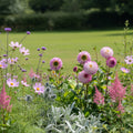 Dahlia 'Pink Isa' - Dahlie - LumiBlumi