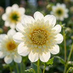 Dahlia 'Platinum blonde' - Dahlie