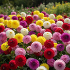 Dahlie 'Pompon Mischung' - 4 Stück - LumiBlumi