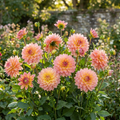 Dahlie 'Princess Elisabeth' - 4 Stück - LumiBlumi