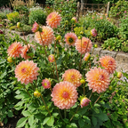 Dahlie 'Princess Elisabeth' - 4 Stück - LumiBlumi